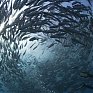 Численность морских обитателей сократилась вдвое за последние 45 лет