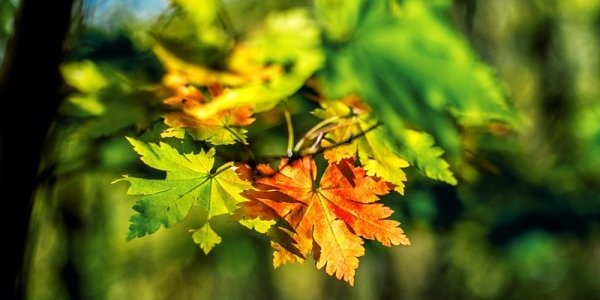 Циклон принесет в Приморье потепление и небольшие дожди