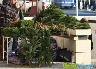 Пальма в обмен на елку Пальма в обмен на елку