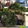 Пальма в обмен на елку