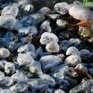 На выходных Приморье вновь уйдёт в «минус»