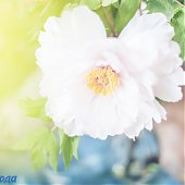 Поднимаем настроение: Пионы