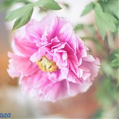 Поднимаем настроение: Пионы