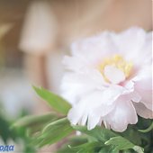 Поднимаем настроение: Пионы