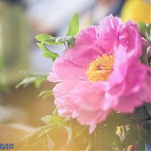 Поднимаем настроение: Пионы