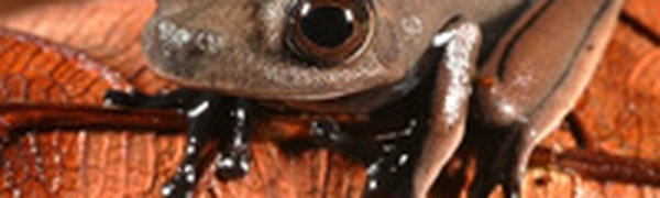 60 новых видов животных обнаружено в Суринаме