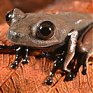 60 новых видов животных обнаружено в Суринаме