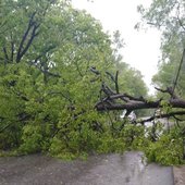 Во Владивостоке после разгула стихии убрали более 20 упавших деревьев