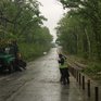 Во Владивостоке после разгула стихии убрали более 20 упавших деревьев