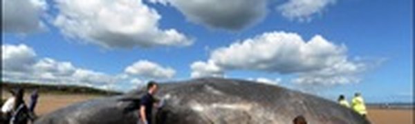 На пляж в Сиднее выбросило гигантского 30-тонного кита 