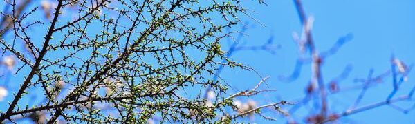 Погода в Приморье наладится в четверг