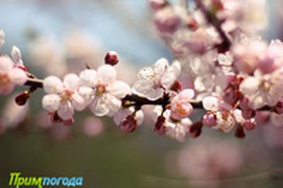 Погода на майские праздники в Приморье. Самый подробный прогноз на Примпогоде Погода на майские праздники в Приморье. Самый подробный прогноз на Примпогоде