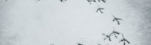 Завтра в Приморье местами пройдёт небольшой снег