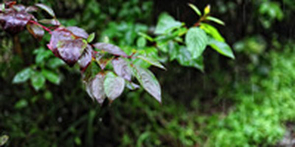 В субботу в Приморье будет пасмурно и дождливо