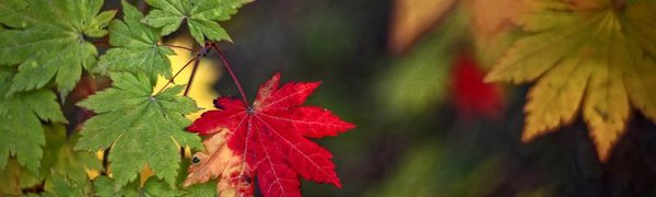 На следующей неделе в Приморье пройдут дожди и похолодает на 8-12 °C