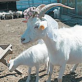 Коза из психоневрологического интерната выиграла приз на фотоконкурсе