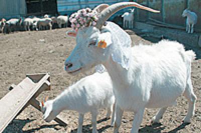 Коза из психоневрологического интерната выиграла приз на фотоконкурсе