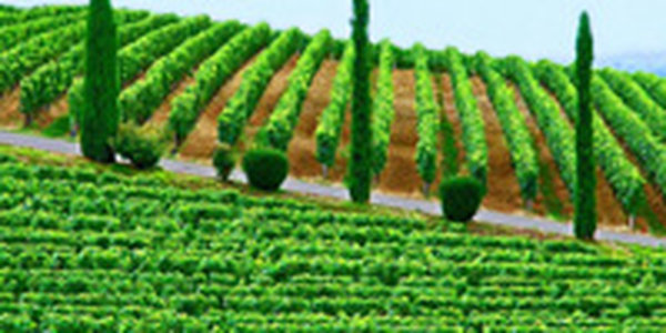 Сильные грозы повредили виноградники в Бордо