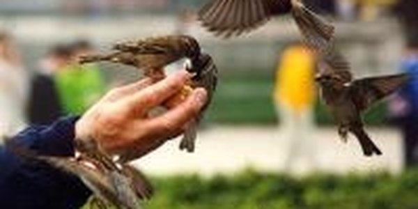 17 февраля: Твори добро на всей земле