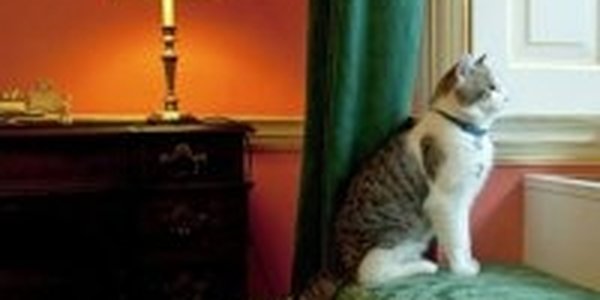 В британском королевстве новый крысолов