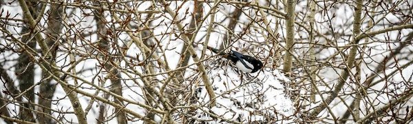 Во второй половине дня во Владивостоке вновь пойдёт снег