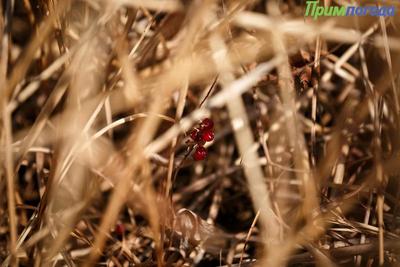 Холода в Приморье надолго не задержатся