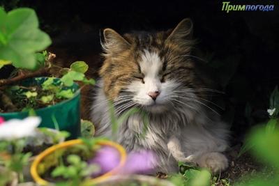 Движение «дачных» автобусов в Приморье возобновится 24 марта