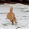 В начале следующей недели в Приморье заглянет зима