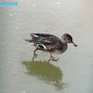 Зоопарк на Садгороде II