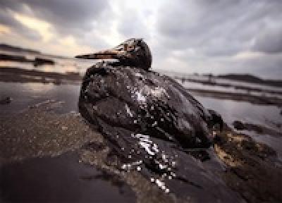 WWF: последствия аварии у Новой Зеландии будут серьезными WWF: последствия аварии у Новой Зеландии будут серьезными