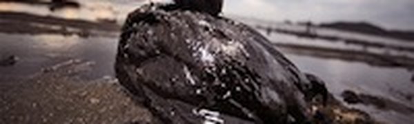 WWF: последствия аварии у Новой Зеландии будут серьезными