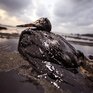 WWF: последствия аварии у Новой Зеландии будут серьезными