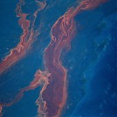 Разлив нефти в Мексиканском заливе угрожает экологической катастрофой