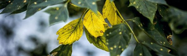 На следующей неделе во Владивостоке почувствуется дыхание осени