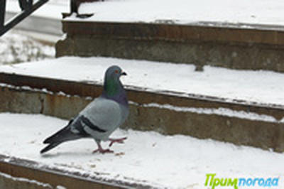 В четверг во Владивостоке возможен снег