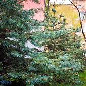 Сквер Почетных граждан