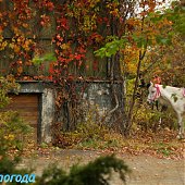 Осенние краски(ОПРОС и ФОТО)