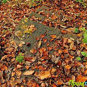 Осенние краски(ОПРОС и ФОТО)