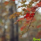 Осенние краски(ОПРОС и ФОТО)