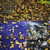 Осенние краски(ОПРОС и ФОТО)