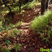 Осенние краски(ОПРОС и ФОТО)