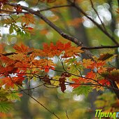 Осенние краски(ОПРОС и ФОТО)