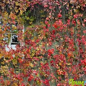 Осенние краски(ОПРОС и ФОТО)