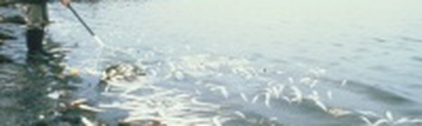 Реки Сибири отравляют Северный Ледовитый океан ртутью