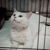 Добрый День кошек на Примпогоде: благотворительный марафон