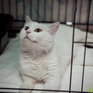Добрый День кошек на Примпогоде: благотворительный марафон