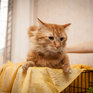 Добрый День кошек на Примпогоде: благотворительный марафон