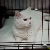 Добрый День кошек на Примпогоде: благотворительный марафон
