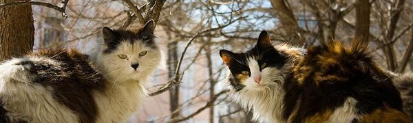 В пятницу в Приморье начнется переход к теплу