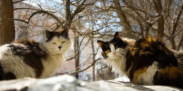 В пятницу в Приморье начнется переход к теплу
